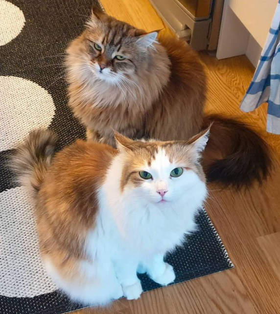 Sibirisk katt Nymphe o Orinda